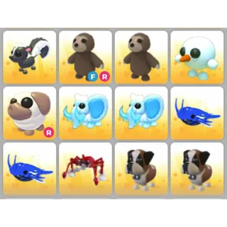 BUNDLE PET X12