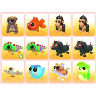 BUNDLE PET X12