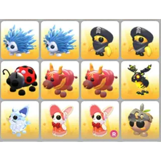 BUNDLE PET X12