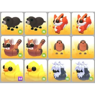 BUNDLE PET X12