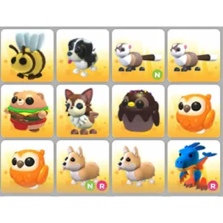 BUNDLE PET X12