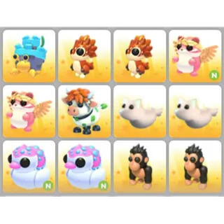 BUNDLE PET X12