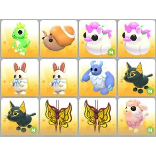 BUNDLE PET X12
