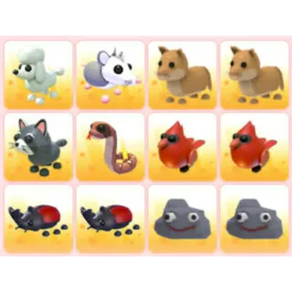 BUNDLE PET X12