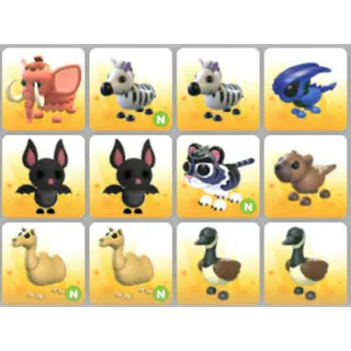 BUNDLE PET X12