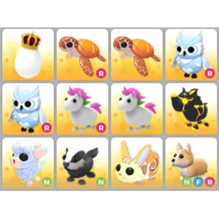 BUNDLE PET X12