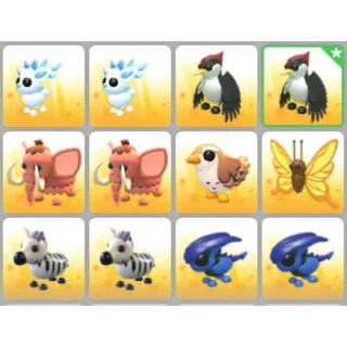 BUNDLE PET X12