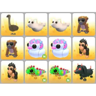 BUNDLE PET X12