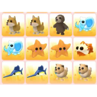 BUNDLE PET X12