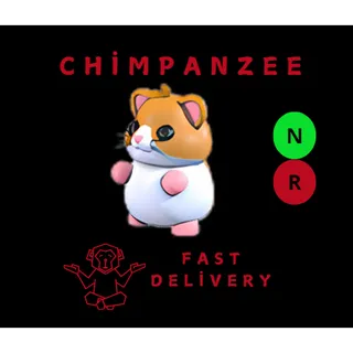 NR  HAMSTER