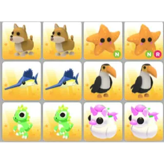 BUNDLE PET X12