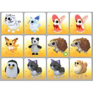 BUNDLE PET X12