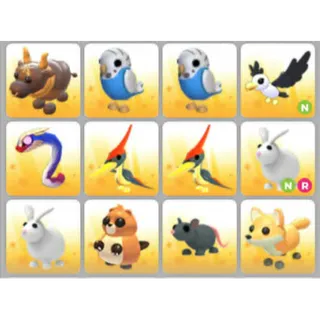 BUNDLE PET X12