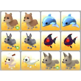 BUNDLE PET X12