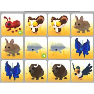 BUNDLE PET X12