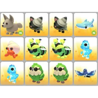 BUNDLE PET X12