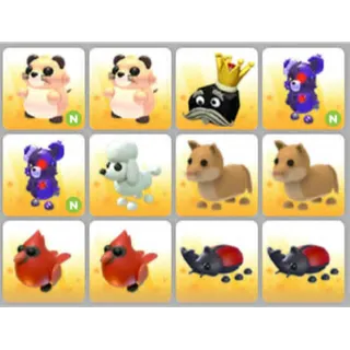 BUNDLE PET X12