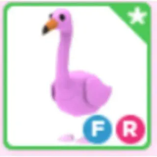 Pet | FR Flamingo