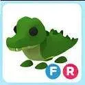 Pet | FR Crocodile
