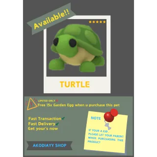 FR TURTLE 