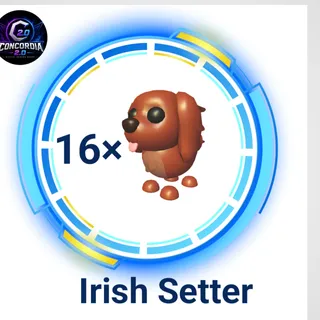 Irish setter 