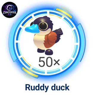 Ruddy duck