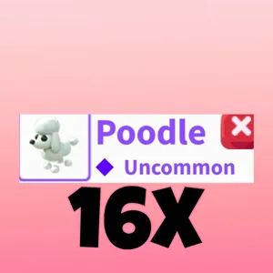 Poodle 16x