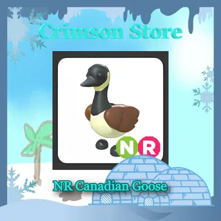 NR Canadian Goose #1