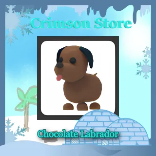 x4 Chocolate Labrador