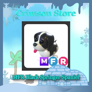 MFR Black Springer Spaniel #1