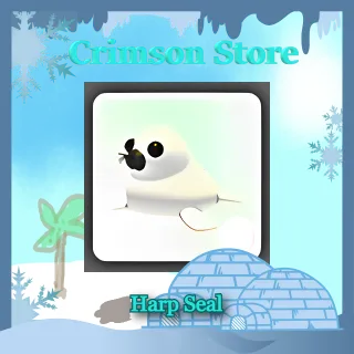 Harp Seal