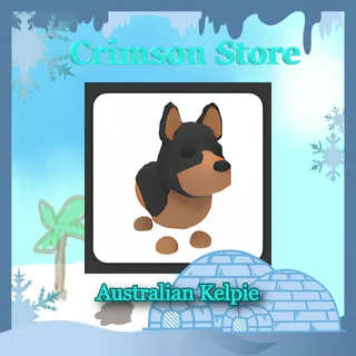 x3 Australian Kelpie #1