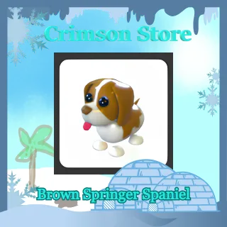 Brown Springer Spaniel