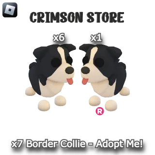 x7 Border Collie - Adopt Me!