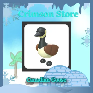 x3 Canadian Goose