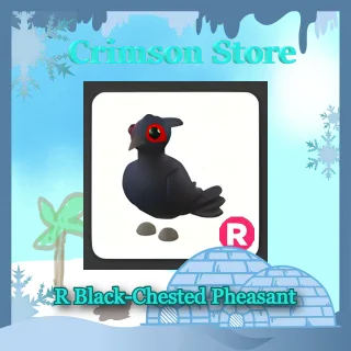 R Black-Chested Pheasant #1