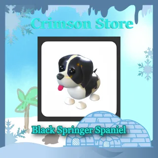 Black Springer Spaniel