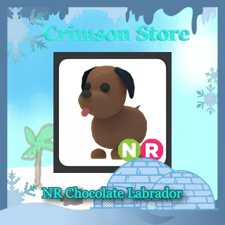 NR Chocolate Labrador