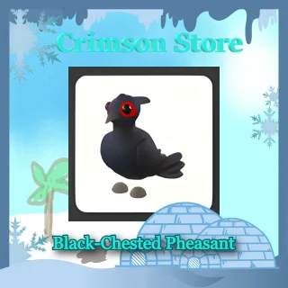 Black-Chested Pheasant #1