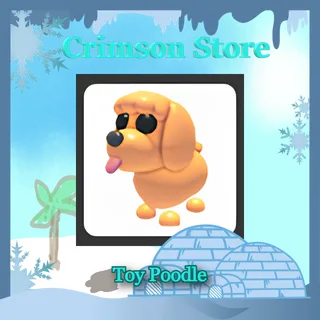 4xToy Poodle - Adopt Me!