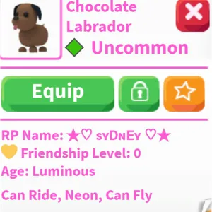 NFR Chocolate Labrador