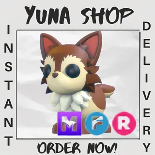 MFR CHIHUAHUA | ADOPT ME