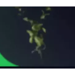 120 × Great Mullein