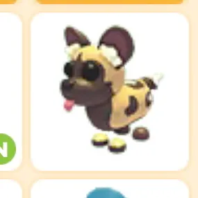 African wild dog / AM