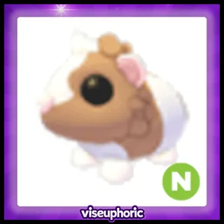 Neon Chocolate Dutch Guinea Pig