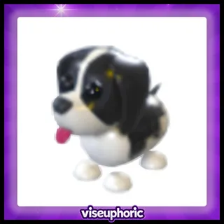 Black Springer Spaniel