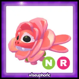 NR Rose Dragon 