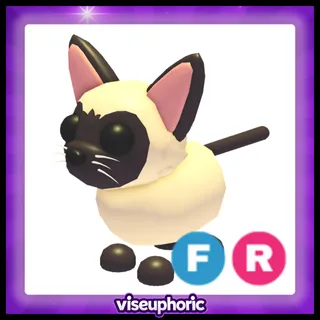 FR Siamese Cat