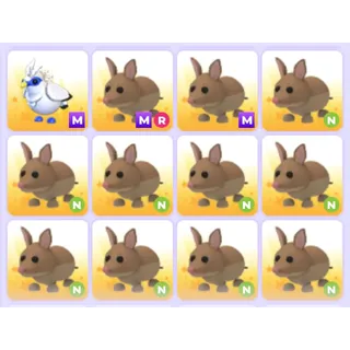 Pets Bundle - Adopt Me