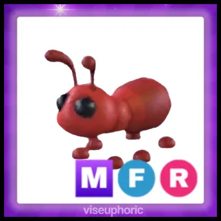 MFR Ant